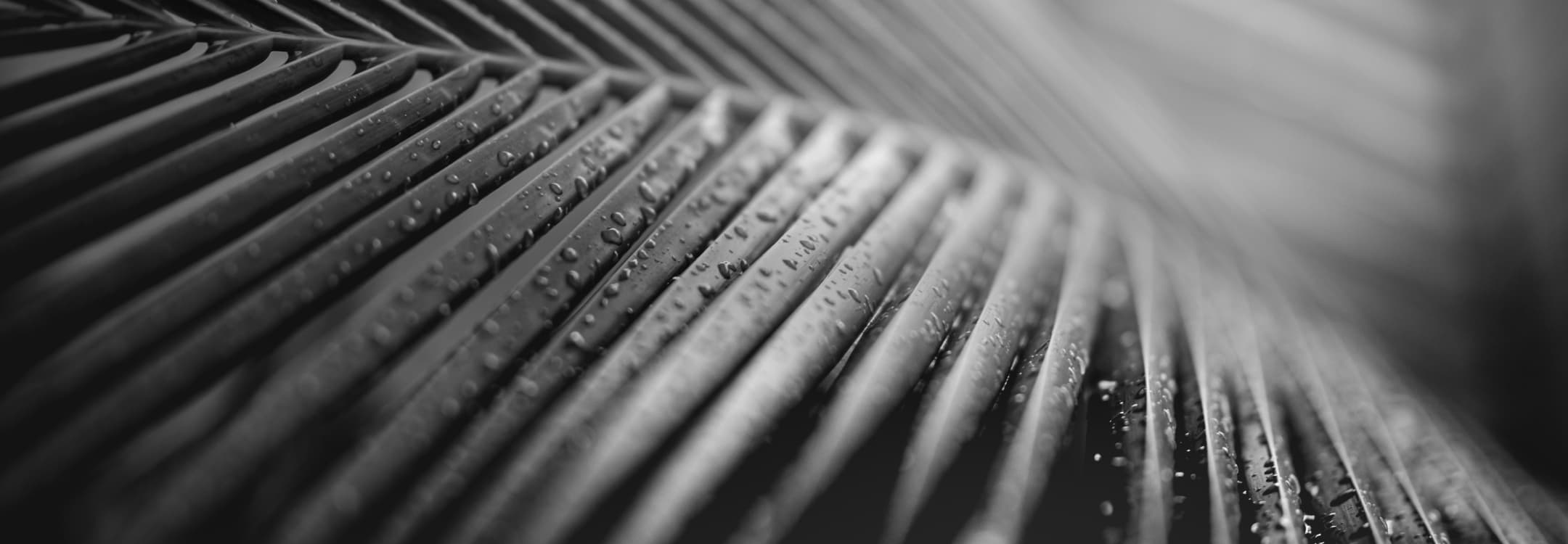 Close-up black and white photo of a palm leaf with raindrops on each frond.